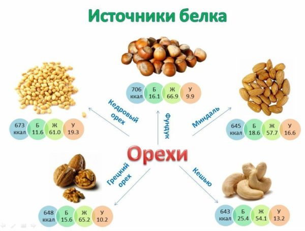 Орехи как источники протеина