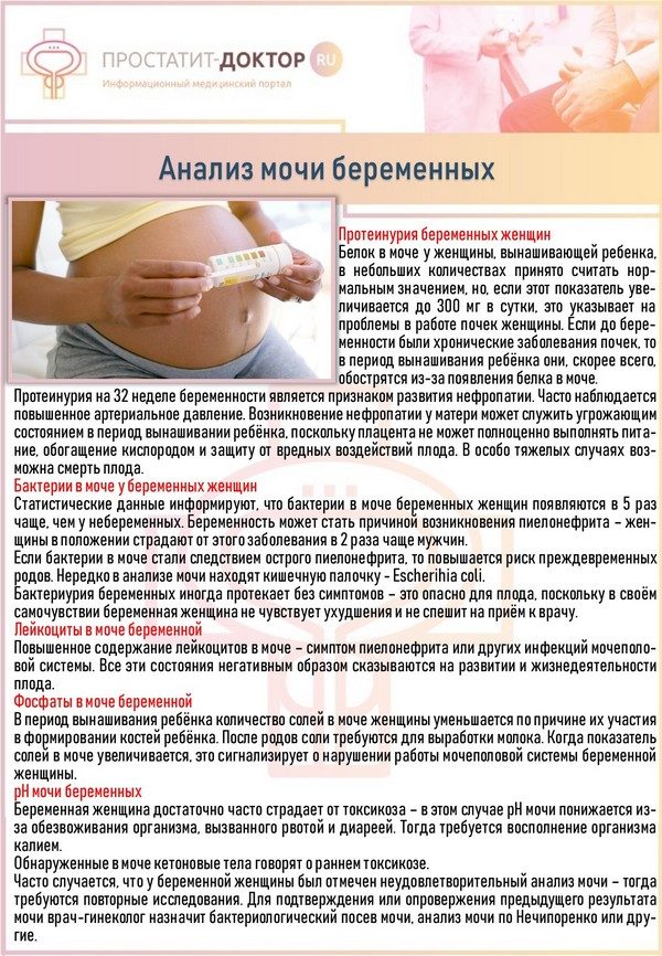 Анализ мочи беременных