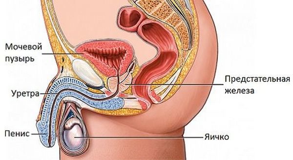 Простата находится ниже мочевого пузыря