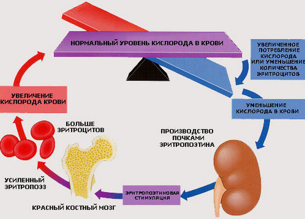 Анализ крови на гормоны лг фсг и пролактин норма thumbnail
