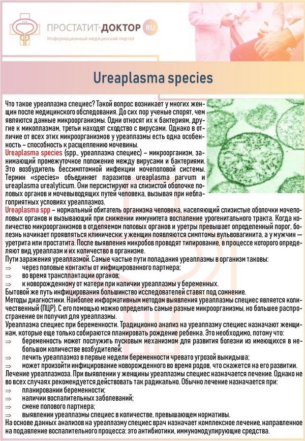 Ureaplasma species